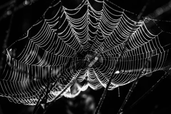 Spider Net Dark Forest — Stock Photo, Image