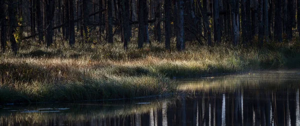 川沿いの日当たりの良い森 — ストック写真