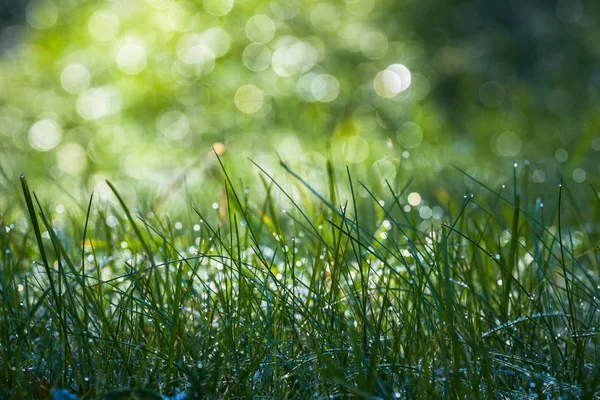 Hierba Verde Con Gotas Agua —  Fotos de Stock