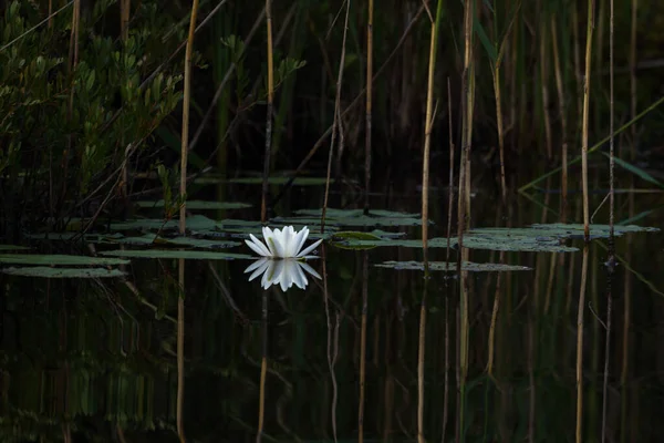 Квіти Лотоса Воді Озера — стокове фото