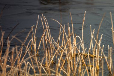 Nehir kıyısında turuncu çimenler