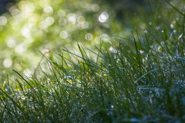 Su damlalı yeşil çimen