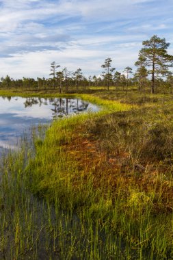 Çiçekleri ve mavi gökyüzü olan güzel bir manzara.