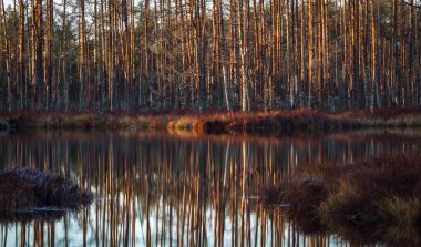Güneşli günde güzel manzara