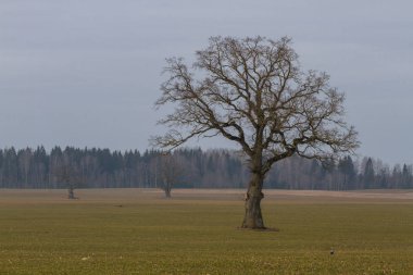 Gündüzleri güzel çayır manzarası