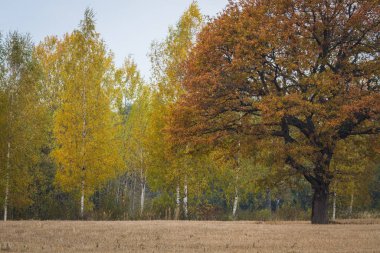 Güzel renkli ormanın yanındaki çayır.