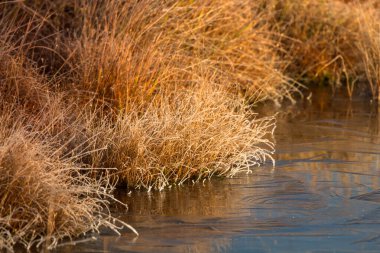 Nehir kıyısında turuncu çimenler