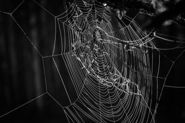 Karanlık ormanda örümcek ağı 