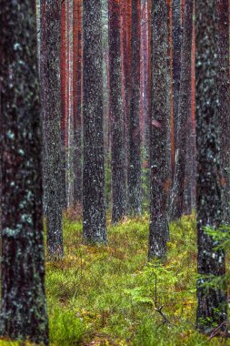 Güzel vahşi orman manzarası