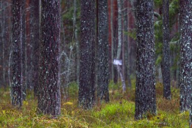 Güzel vahşi orman manzarası