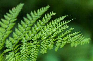 yeşil çim kapatmak arka plan.