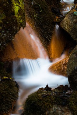 Vahşi ormanda güzel şelale