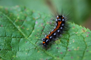 Caterpillar yeşil yaprak üzerinde kapat