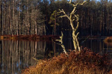 Güneşli günde güzel manzara