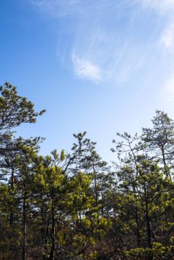 Güzel vahşi orman manzarası