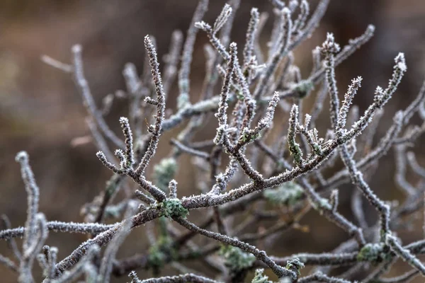 Frost Äste Der Natur — Stockfoto