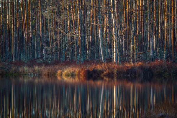 Prachtig Wild Boslandschap — Stockfoto