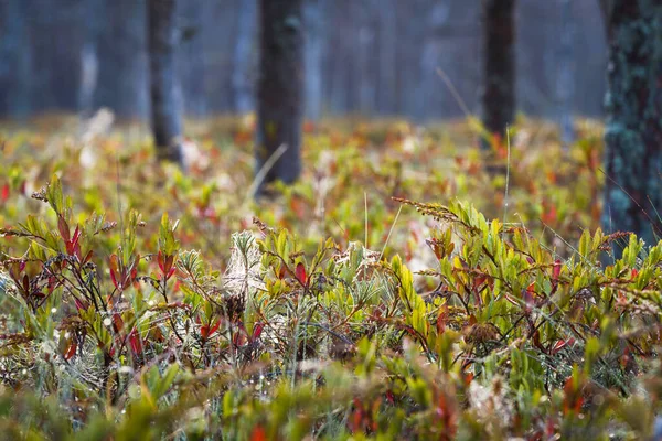 Green Grass Wild Forest — Stock Photo, Image