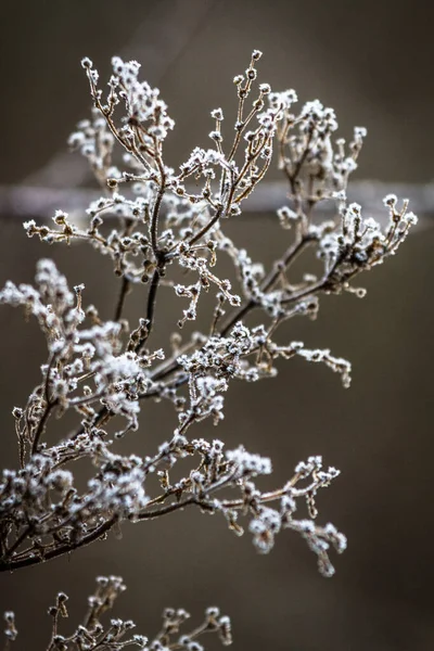 Bílá Květinová Rostlina Větvemi — Stock fotografie