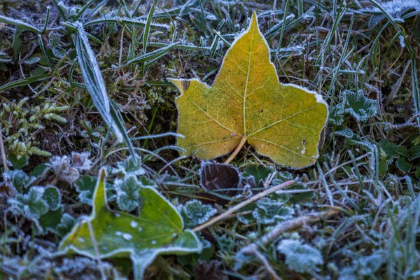 霜冻草地上的落叶 — 图库照片