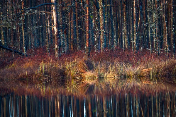 Prachtig Wild Boslandschap — Stockfoto