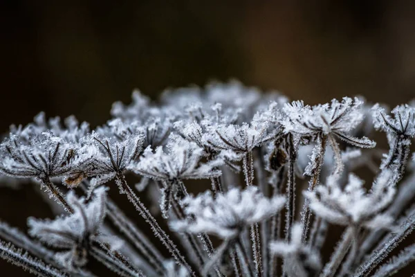 Frostwerk Zur Winterzeit — Stockfoto