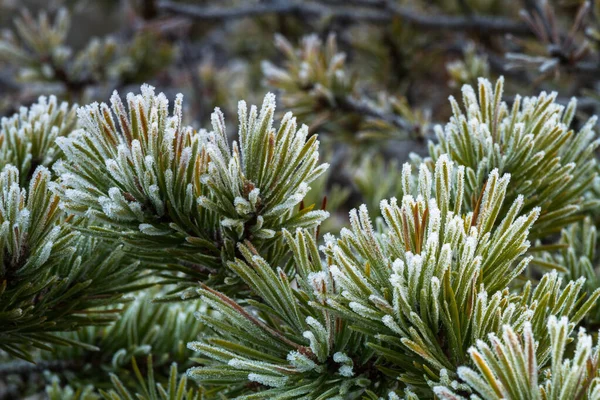 Frost Grön Gran Träd — Stockfoto