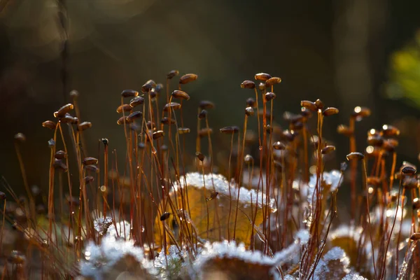 Frost Chão Com Grama Natureza — Fotografia de Stock