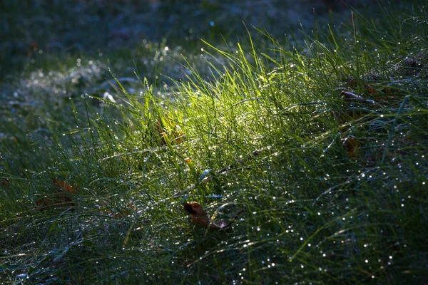 Erba Verde Con Gocce Acqua — Foto Stock