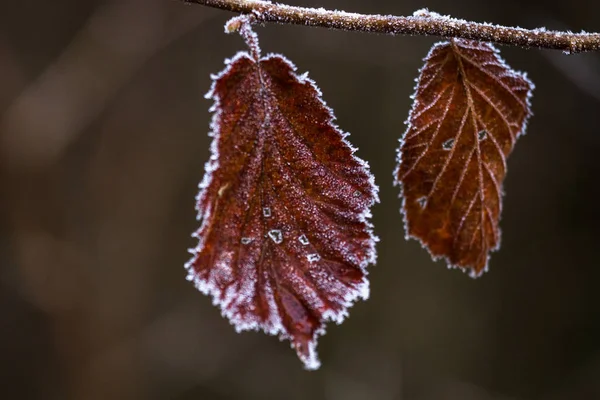 Frost leaves on branch in forest