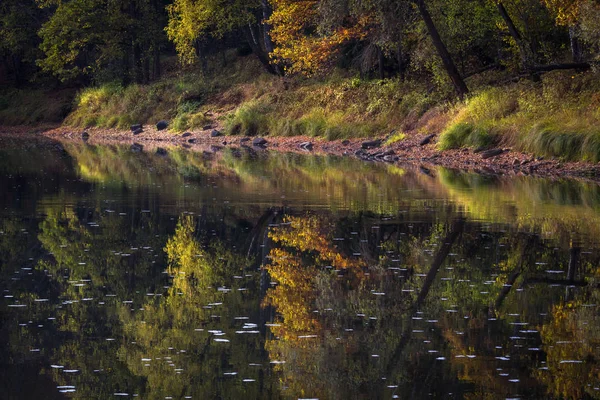 Beautiful Landscape River Forest — Stock Photo, Image