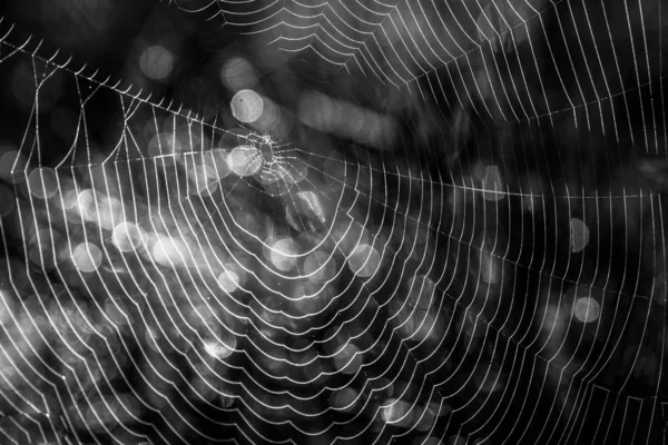 Spinnennetz Dunklen Wald — Stockfoto