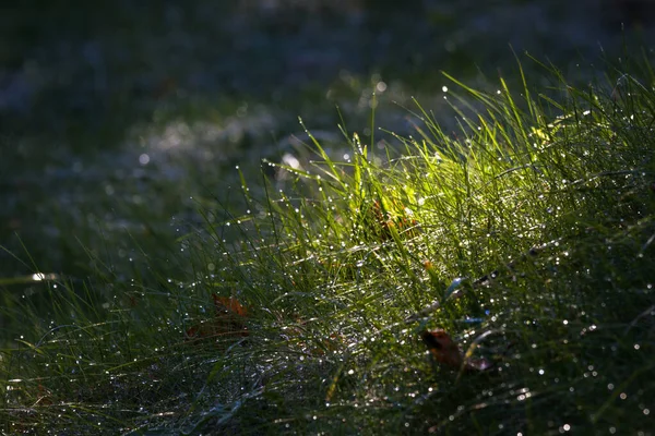 Erba Verde Con Gocce Acqua — Foto Stock