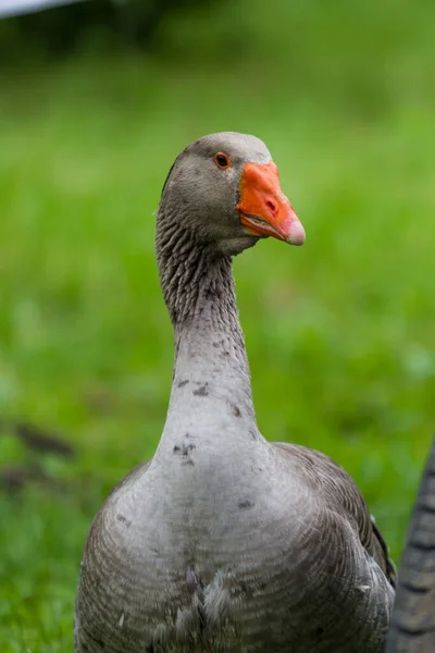 Yeşil Arka Planda Gri Kaz — Stok fotoğraf