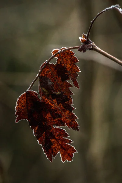 野生森林中叶子的分枝 — 图库照片