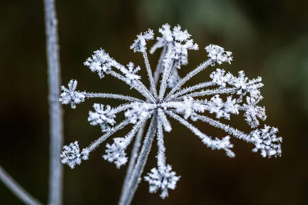 Vorstplant Het Winterseizoen — Stockfoto