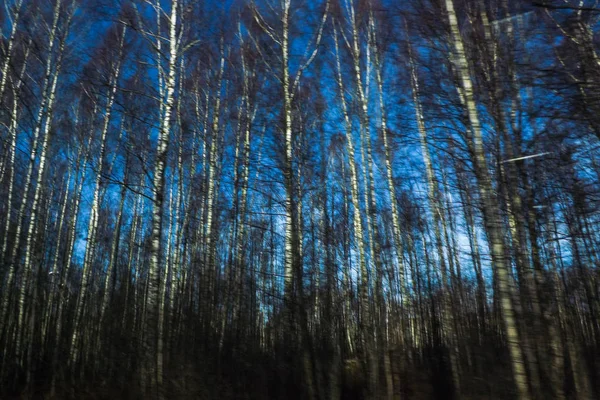 Beautiful Wild Forest Landscape — Stock Photo, Image