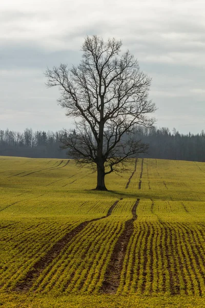 Schöne Wiesenlandschaft Tag — Stockfoto