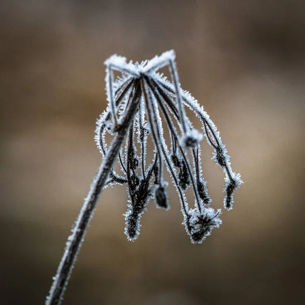 Παγωμένο Φυτό Κατά Χειμερινή Περίοδο — Φωτογραφία Αρχείου