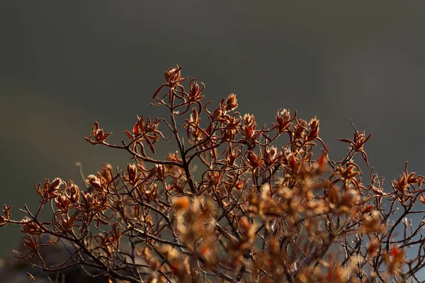 Doğaya Yakın Dalları Olan Bir Bitki — Stok fotoğraf