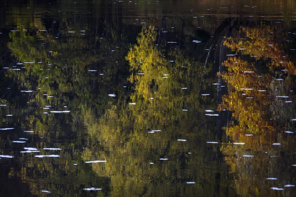 川や森のある美しい風景 — ストック写真