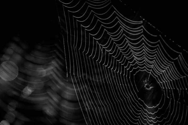 Spider Net Dark Forest — Stock Photo, Image