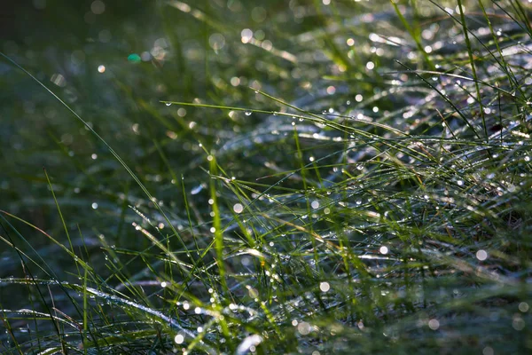 Groen Gras Met Waterdruppels — Stockfoto