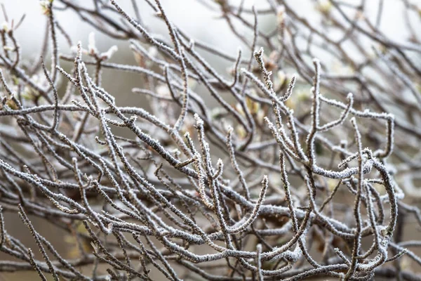 Frost Tree Branches Nature — Stock Photo, Image