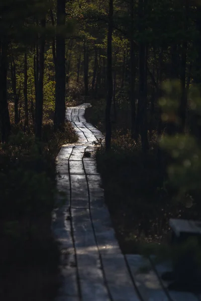 Wooden path in wild forest