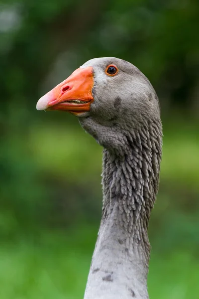 Grey Goose Green Background — 스톡 사진
