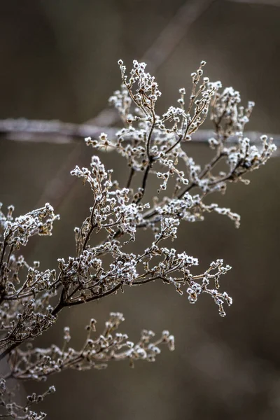 Witte Bloemplant Met Takken — Stockfoto