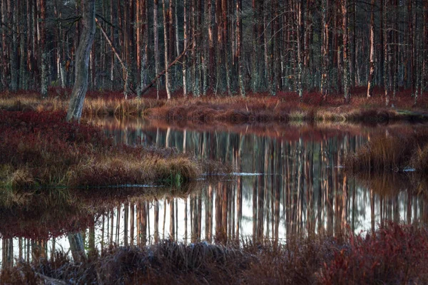 Beau Paysage Forestier Sauvage — Photo