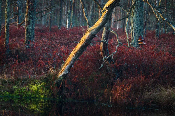 Hermoso Bosque Salvaje Misterioso — Foto de Stock