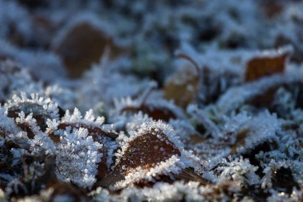 Frost Chão Com Grama Natureza — Fotografia de Stock